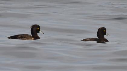 Tufted Duck