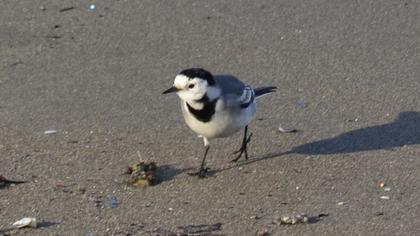 White Wagtail