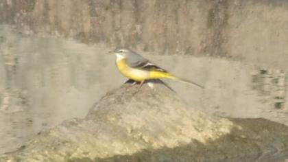 Grey Wagtail