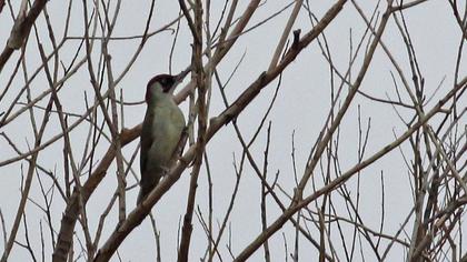 European Green Woodpecker