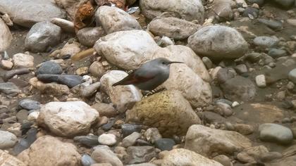 Wallcreeper