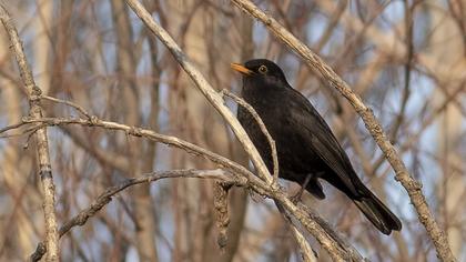Common Blackbird
