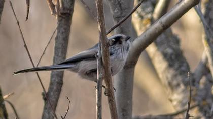 Long-tailed Tit