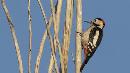 Syrian Woodpecker