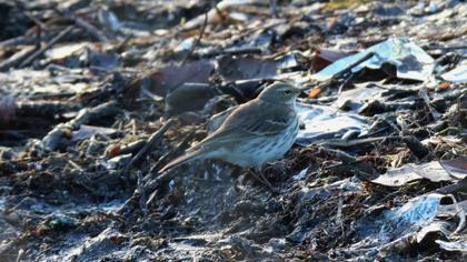 Water Pipit