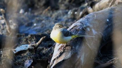 Grey Wagtail