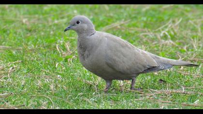 Eurasian Collared Dove