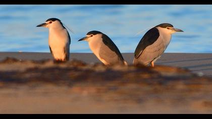 Black-crowned Night Heron