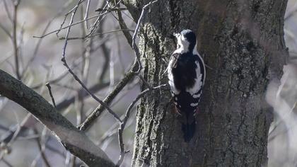 Syrian Woodpecker