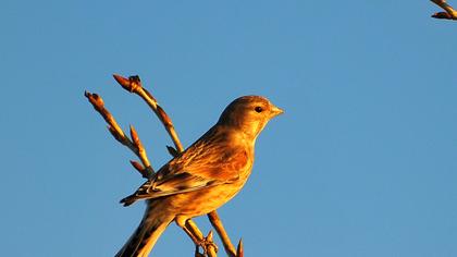 Common Linnet