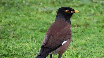 Common Myna