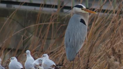 Grey Heron