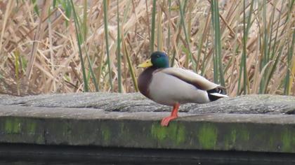 Mallard