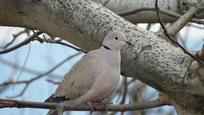 Eurasian Collared Dove