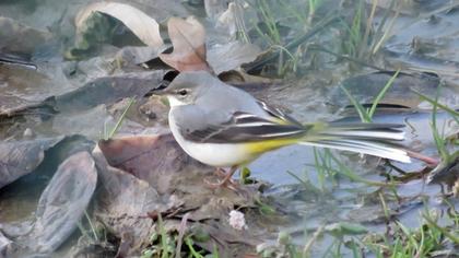 Grey Wagtail