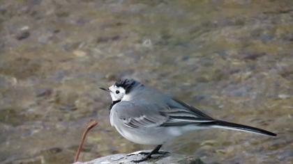 White Wagtail