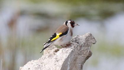 European Goldfinch