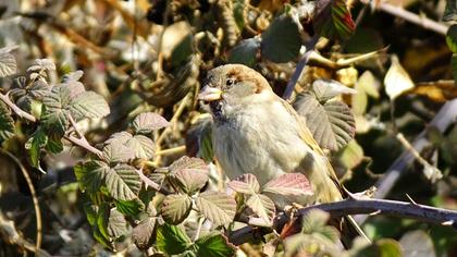 House Sparrow