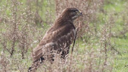 Common Buzzard