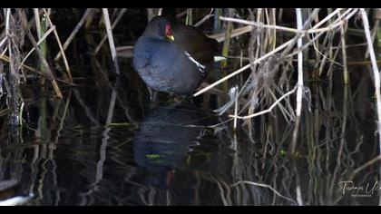 Common Moorhen