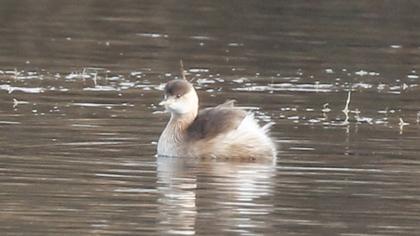 Little Grebe