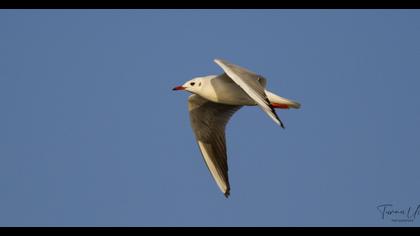 Black-headed Gull