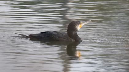 Great Cormorant