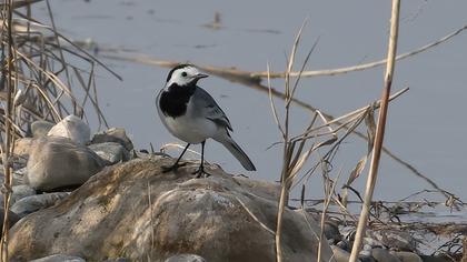 White Wagtail