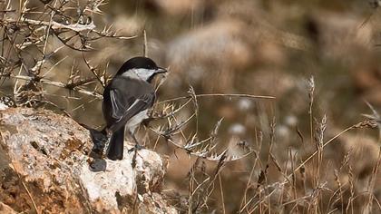 Akyanaklı baştankara