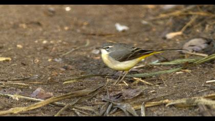Dağ kuyruksallayanı