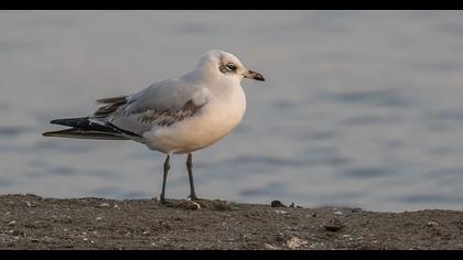 Mediterranean Gull