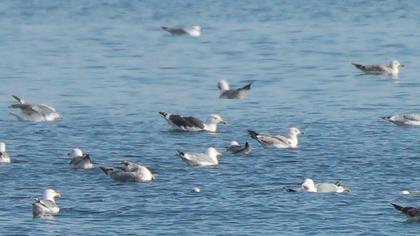 Great Black-backed Gull