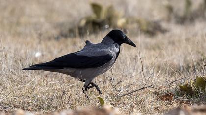 Hooded Crow