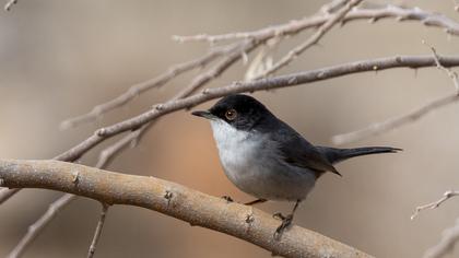 Sardinian Warbler