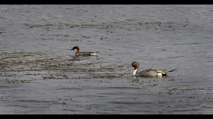 Northern Pintail