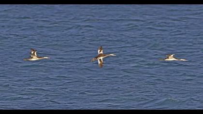 Great Crested Grebe