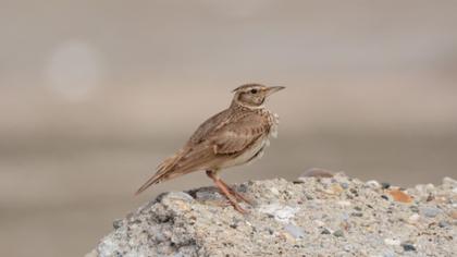 Crested Lark