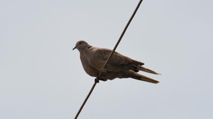 Eurasian Collared Dove