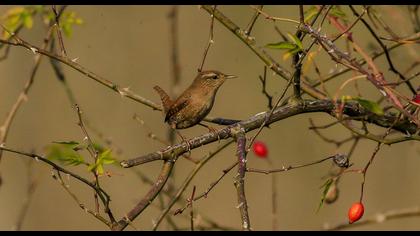 Eurasian Wren