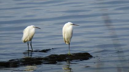 Little Egret