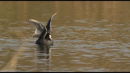Eurasian Coot
