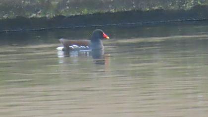 Common Moorhen