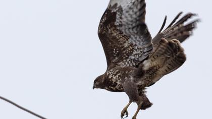 Common Buzzard