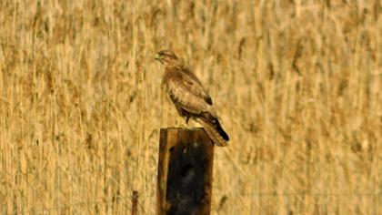 Common Buzzard