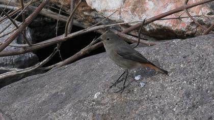 Black Redstart