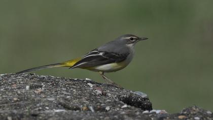 Grey Wagtail