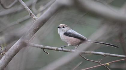 Long-tailed Tit