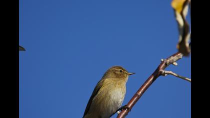 Common Chiffchaff