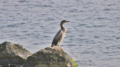European Shag