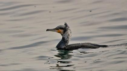 Great Cormorant
